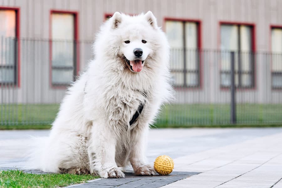 DC’s Summer Dog-Walking Tips