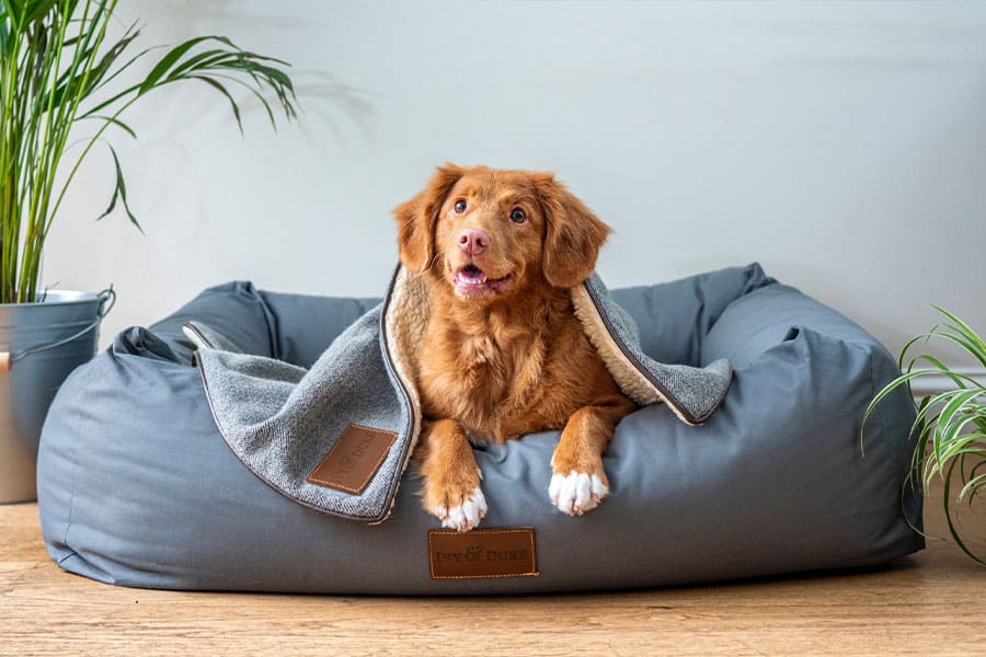 Four Myths about Professional Pet Care