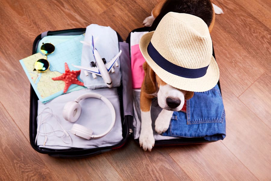 The Best (and Worst) Things About Traveling with Your Dog